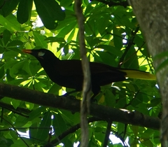 Psarocolius montezuma