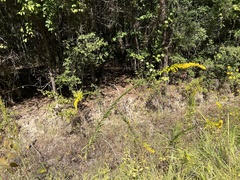 Solidago mexicana
