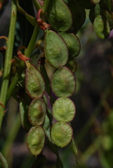 Hedysarum hedysaroides hedysaroides
