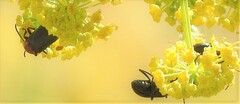 Heliotaurus ruficollis
