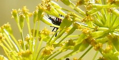 Heliotaurus ruficollis