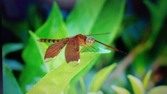 Neurothemis fulvia