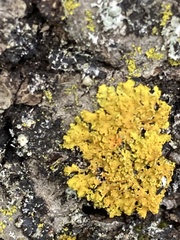 Xanthomendoza ulophyllodes