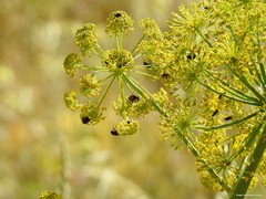 Heliotaurus ruficollis
