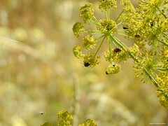 Heliotaurus ruficollis
