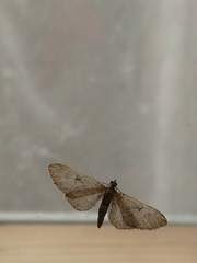 Eupithecia pusillata