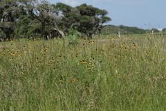 Ratibida columnifera