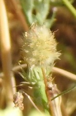 Plantago lagopus