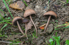Panaeolus fimicola