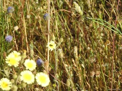 Andryala integrifolia