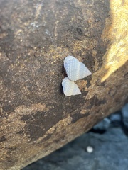 Cenchritis muricatus