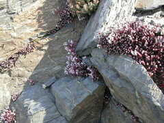 Sedum brevifolium