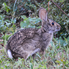 Sylvilagus aquaticus