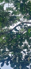 Mniotilta varia