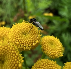 Dilophus stigmaterus