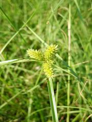 Cyperus aggregatus