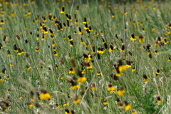 Ratibida columnifera
