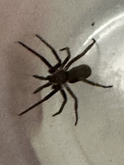 Kukulcania hibernalis