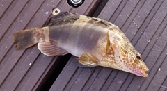 Serranus papilionaceus