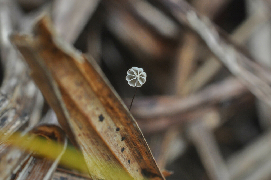 Marasmius limosus