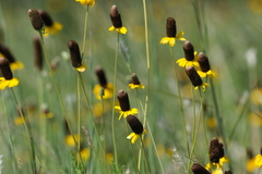 Ratibida columnifera