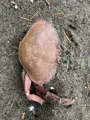 Metacarcinus gracilis