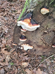 Heterobasidion annosum