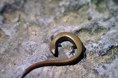 Ablepharus anatolicus