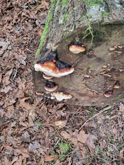 Heterobasidion annosum
