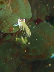 Austromegabalanus psittacus