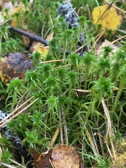 Sphagnum girgensohnii