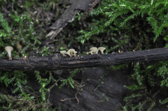 Hymenoscyphus salicellus