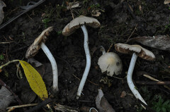 Coprinopsis pannucioides