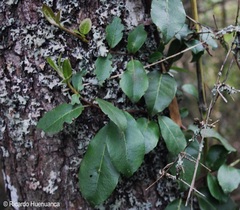 Hydrangea serratifolia