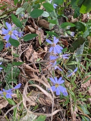 Symphyotrichum shortii