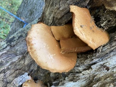 Gymnopilus