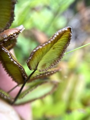 Pellaea pteroides