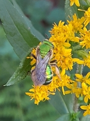 Agapostemon sericeus