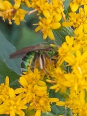 Agapostemon sericeus
