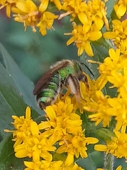 Agapostemon sericeus