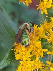 Agapostemon sericeus