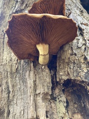 Gymnopilus