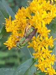 Agapostemon sericeus