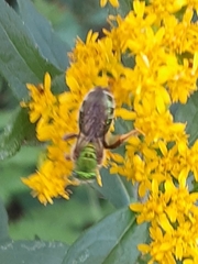 Agapostemon sericeus