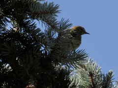 Setophaga pinus
