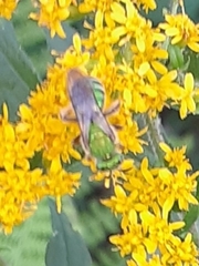 Agapostemon sericeus
