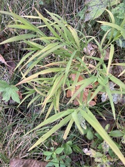 Leersia