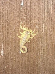 Centruroides exilicauda