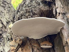 Ganoderma applanatum