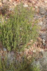 Passerina obtusifolia